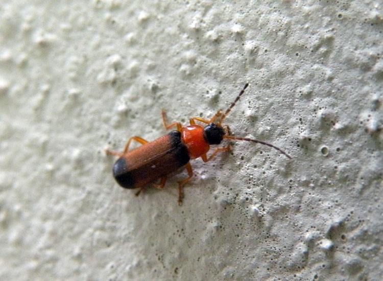 Non mi sembra un Cantharidae... Cratosilis laeta!